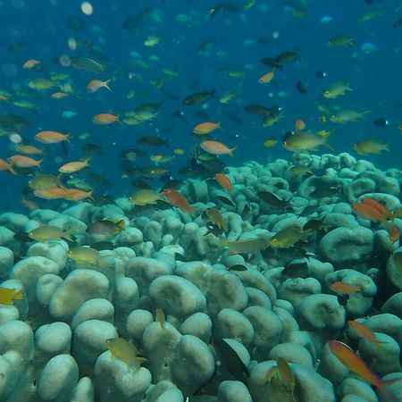 The High Dive Gili Gede By Ultimate Resorts Esterno foto