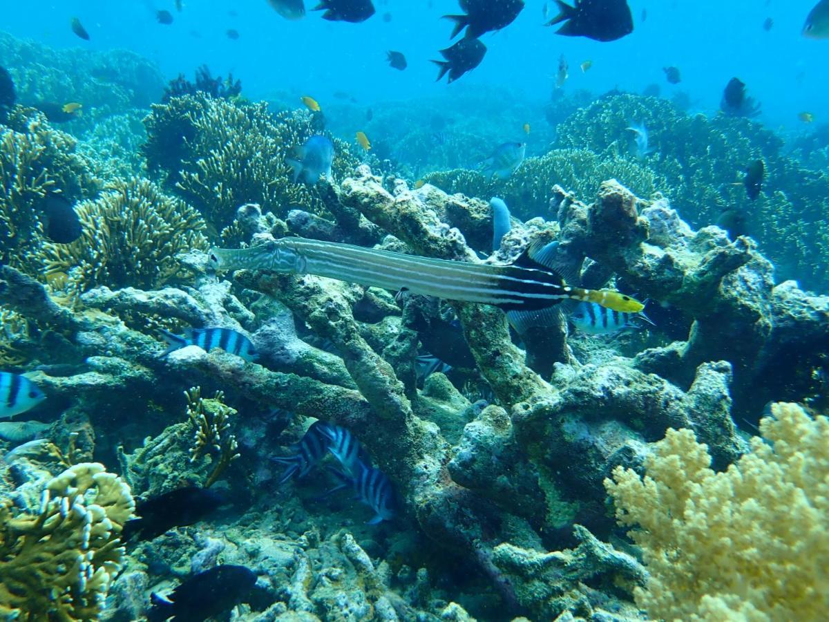 The High Dive Gili Gede By Ultimate Resorts Esterno foto