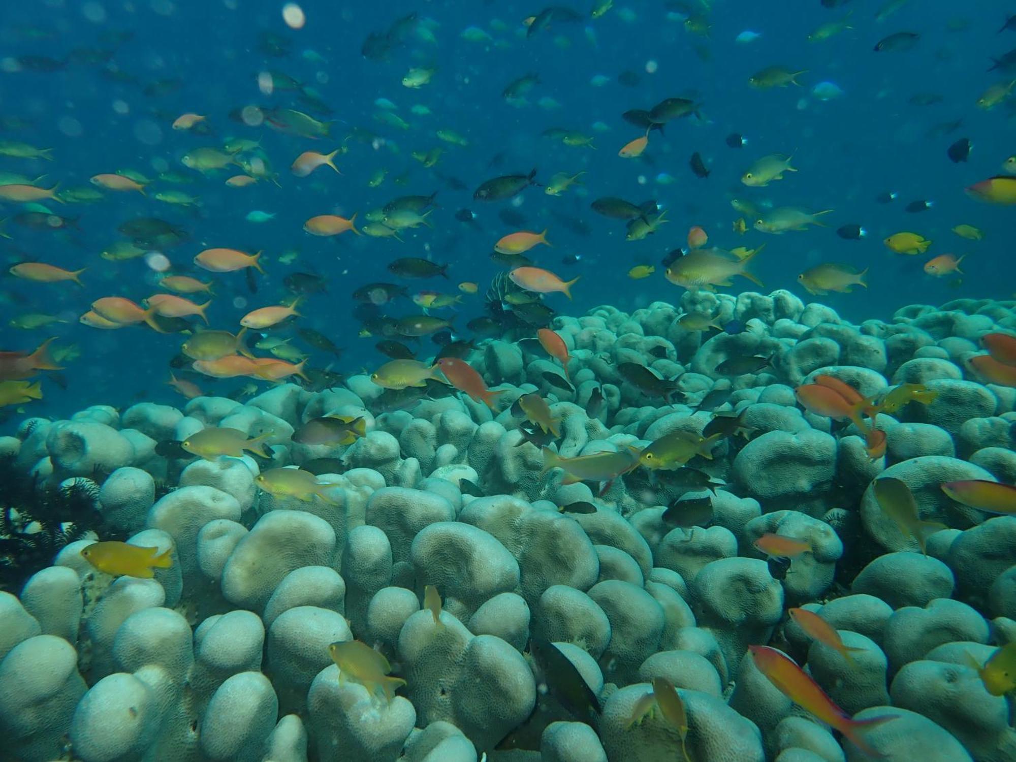 The High Dive Gili Gede By Ultimate Resorts Esterno foto
